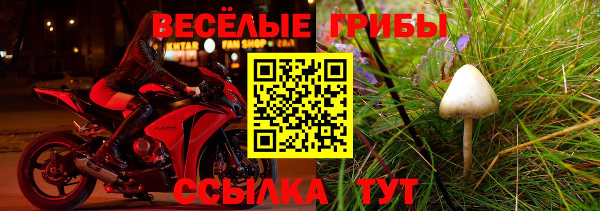 Галлюциногенные грибы GOLDEN TEACHER  где продают наркотики  Вход с VPN  Касимов  Псилоцибиновые грибы мицелий 